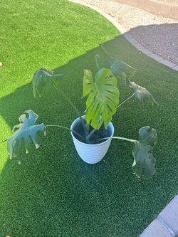 Monstera Deliciosa Plant in White Pot