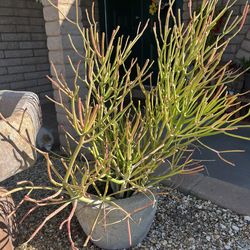Firestick Plants