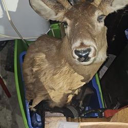 Deerhead Taxadermy