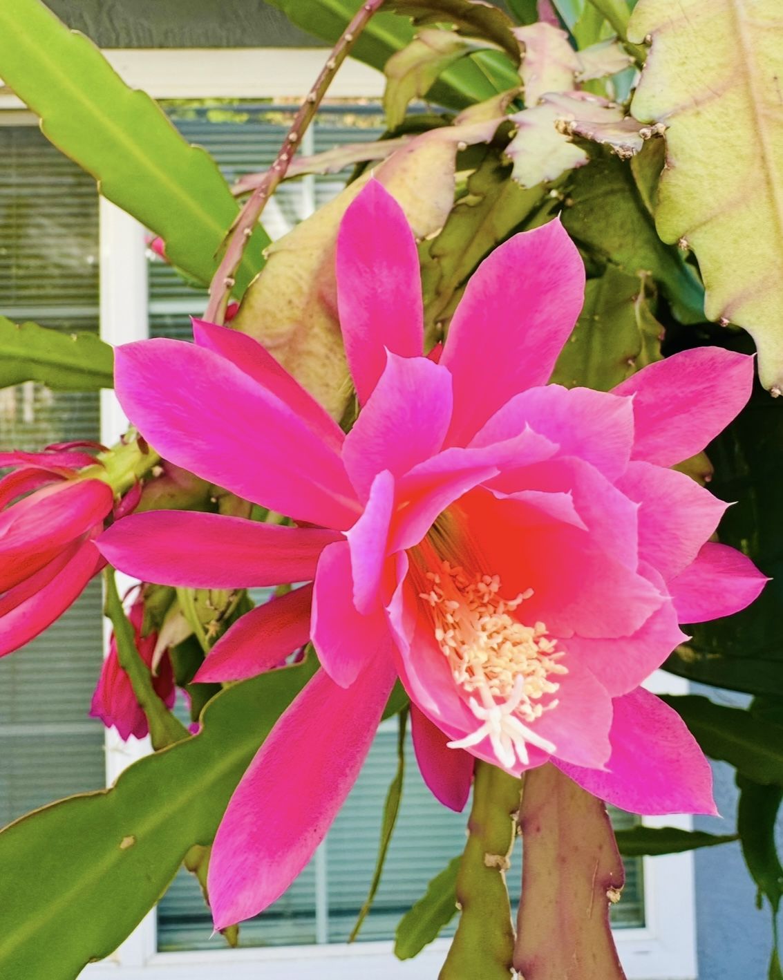 Hot Pink EPIPHYLLUM Plant - $1 Each Cutting