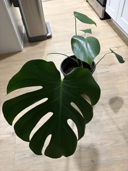Monstera deliciosa