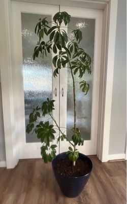 Miniature Umbrella Tree houseplant