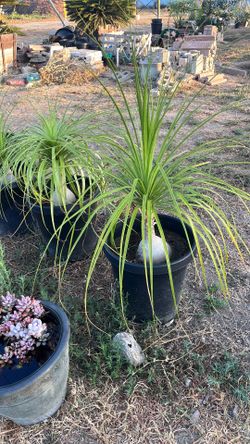 Ponytail palm