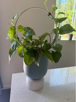 Philodendron plant