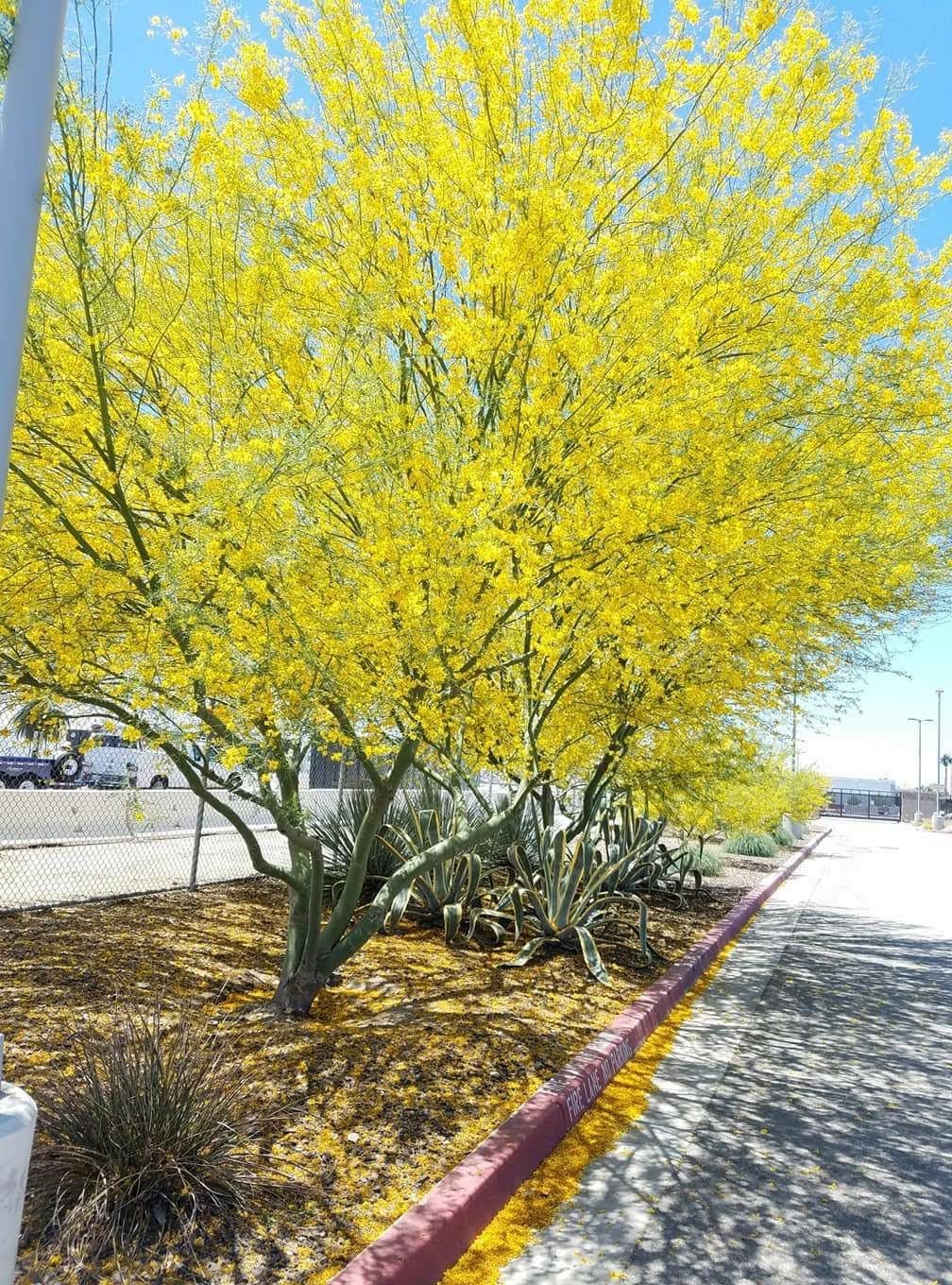 PALO VERDE TREES / DESERT MUSEUM / THORNLESS, DROUGHT TOLERANT, 40. for Sale in Rancho