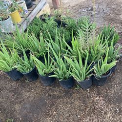 Plants