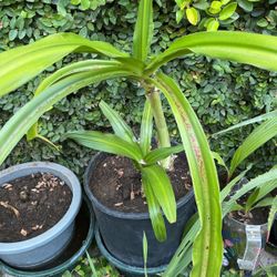 Lilly In Pot White Flowers 