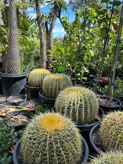 Cactus barrel