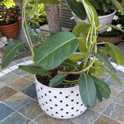 House Plant 