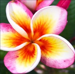 PLUMERIA ( GRAFTED FIRE BLAST ) ROOTED CUTTING PLANT IN POT.