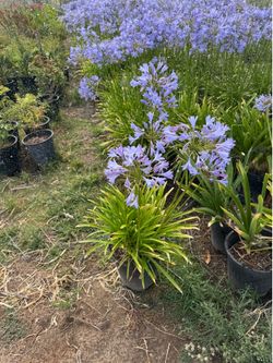 Agapanthus - 5 gallon