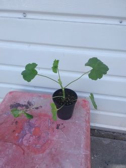 Small duranium plant