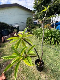 Mature yellow plumeria tree
