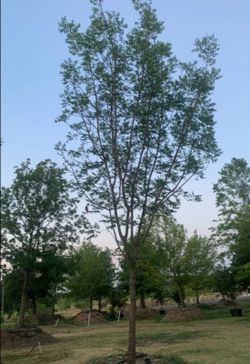 Chinese Pistache Tree
