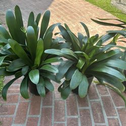 Clivia,Foxtail Agave,Palms