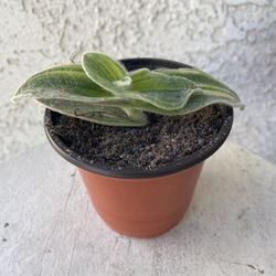 4 Inch Pot Succulent Plant - Tradescantia Sillamontana - White Velvet Wandering Dude - Rooted & Established Plant - Drought Resistant 🪴