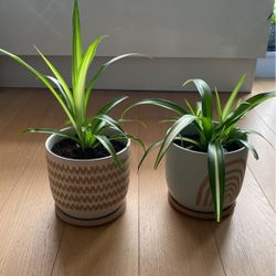 Spider Plants For Sales 