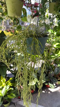 Trailing Hoya Linearis Hanging Basket Plant