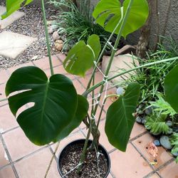Monstera Deliciosa