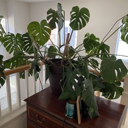 Monstera Plant