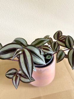 Tradescantia house plant In ceramic pot