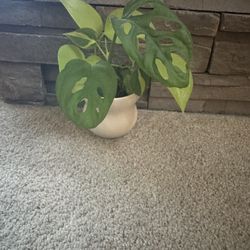 Beautiful Plant With Pot Included. Neon Pothos, Brazilian Philodendrons and Monstera Andansonni