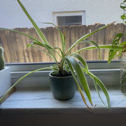 Spider Plant In Pot