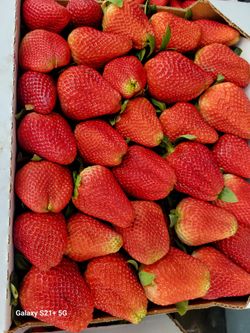 Fresas