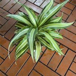 Dracaena plant