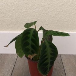 Calathea Warscewiczii