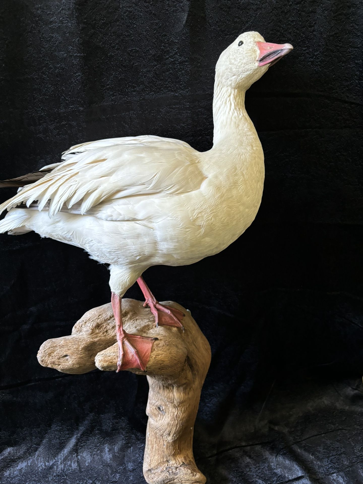 Taxidermy White Goose