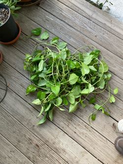 FREE WITH ANY PURCHASE A 12” to 15” Jade Pothos CUTTING - Vining Plant Cutting