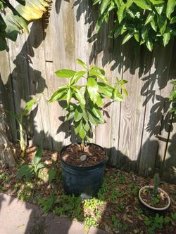 Avocado