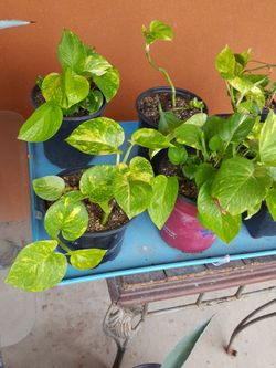 PLANTS   & IVYS $10.00 & $5.00 AGAVE PLANTS $15.00 & $35.00