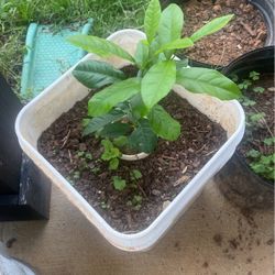 Lemon Tree For  Sale  10 Inc