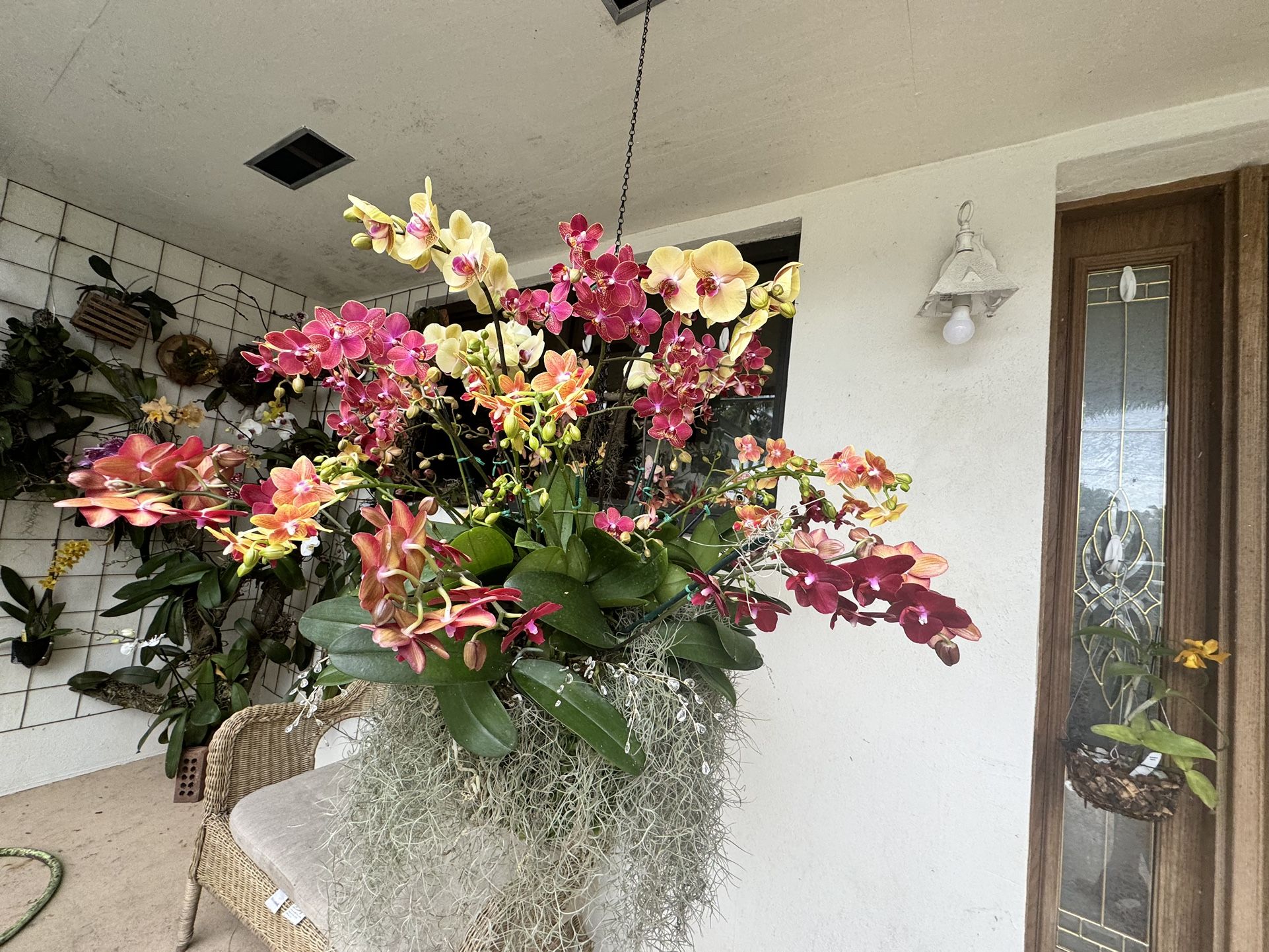 Orchid Chandeliers 