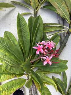 Frangipani Plumeria Flower