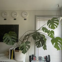 Extra Large Monstera Plant for Sale in Mercer Island, WA - OfferUp