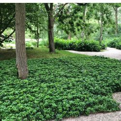 Japanese Spurge (Pachysandra) Evergreen Groundcover Plants 