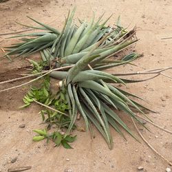 Aloe Vera plant 