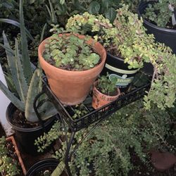 Many Different Plants Available For Sale 