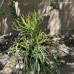 Firestick plant 19”