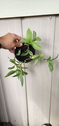 Tradescantia
