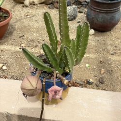 Succulent 