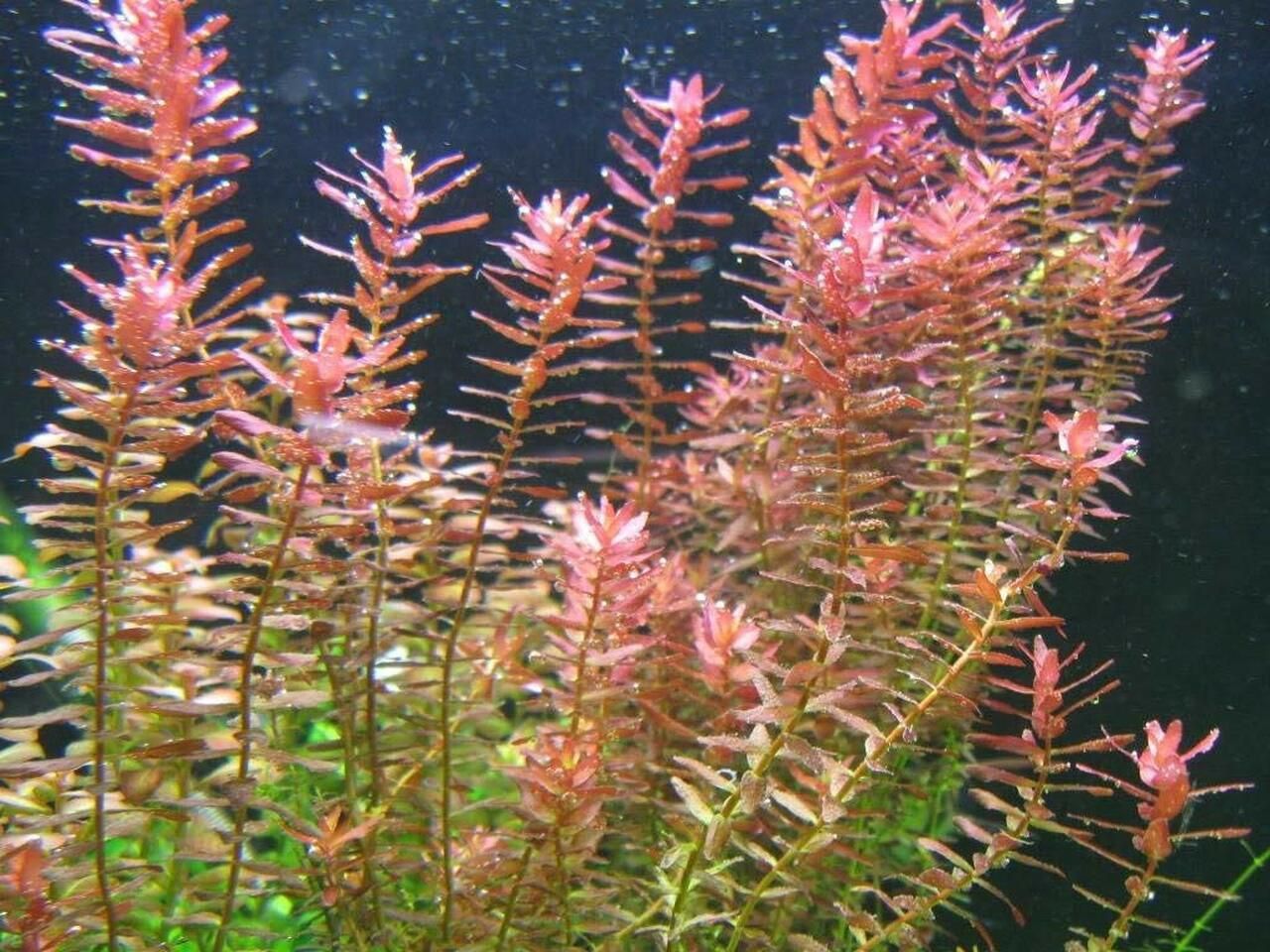 Rotala Easy Grow Aquatic Plant