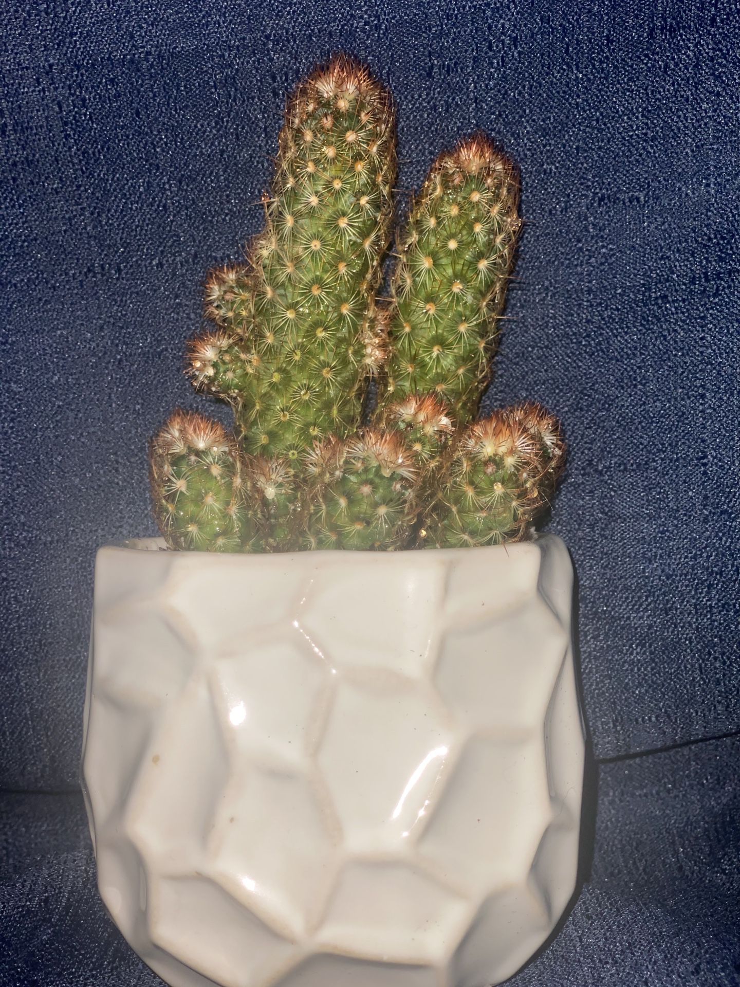 5 Inch Ceramic Pot  Cacti “ Lady Fingers “