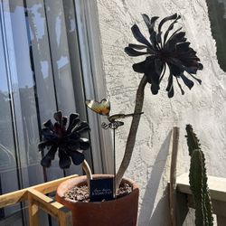 Succulent In Terracotta Pot 