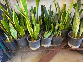 Snake plant