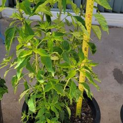 CHILTEPIN Chili Plant, 🔥 HOT Great for salsa or sprinkle on top of food to give it a bite