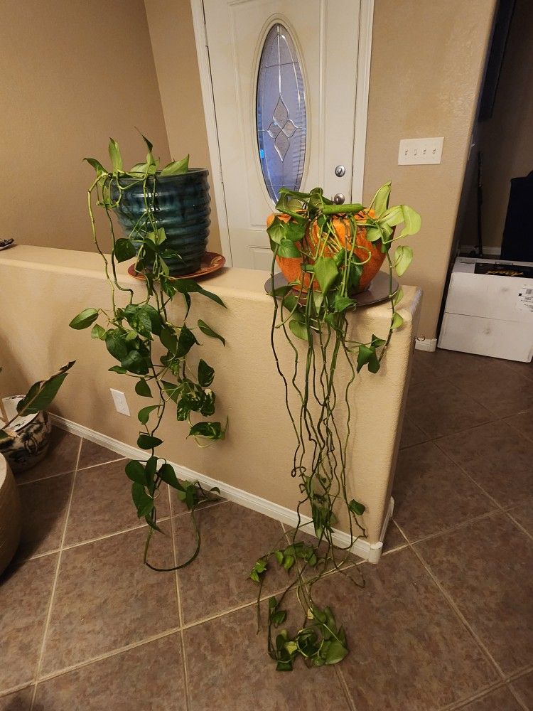 Plants
